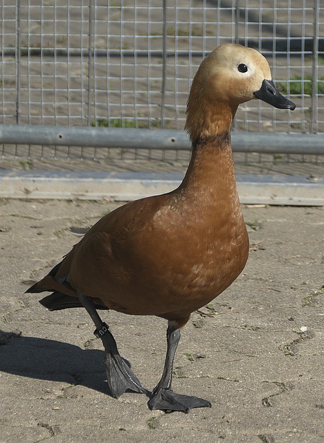 管理